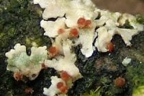 Nectriopsis physciicola